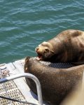 Cowabunga - Harbor seals abound